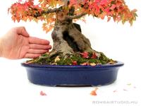 Acer buergerianum bonsai 41cm