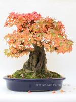 Acer buergerianum bonsai 41cm