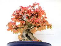 Acer buergerianum bonsai 41cm}