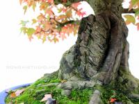 Acer buergerianum bonsai 41cm}