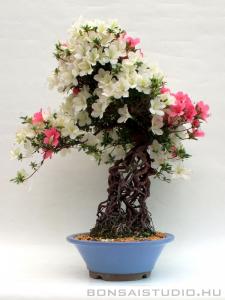 Neagari Satsuki azalea bonsai mázas kerámia tálban