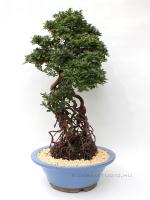 Neagari Satsuki azalea bonsai mázas kerámia tálban