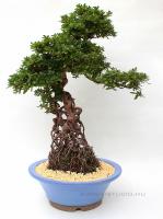 Neagari Satsuki azalea bonsai mázas kerámia tálban