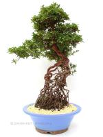 Neagari Satsuki azalea bonsai mázas kerámia tálban}