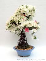 Neagari Satsuki azalea bonsai mázas kerámia tálban}