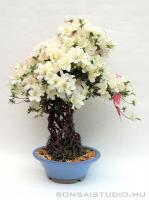 Neagari Satsuki azalea bonsai mázas kerámia tálban}