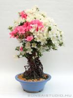 Neagari Satsuki azalea bonsai mázas kerámia tálban}