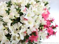 Neagari Satsuki azalea bonsai mázas kerámia tálban}