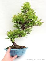 Punica granatum - Gránátalma bonsai hajlított törzzsel