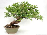 Premna japonica bonsai 02.}