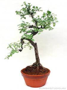 galagonya crataegus yamadori bonsai