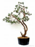 Pinus sylvestris yamadori bonsai előanyag 01.
