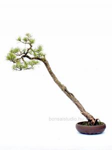 pinus fenyo yamadori bonsai