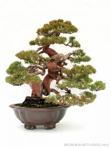 juniperus chinensis itoigawa pre bonsai