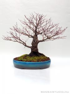 Acer palmatum 'Arakawa' - Japán juhar bonsai