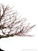 Acer palmatum 'Arakawa' - Japán juhar bonsai