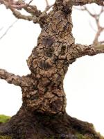 Acer palmatum 'Arakawa' - Japán juhar bonsai