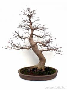 Acer palmatum bonsai - Japán juhar bonsai