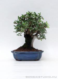 Zelkova nire bonsai 02.