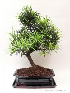 podocarpus macrophylla kotiszafa bonsai