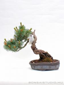 Pinus parviflora 16.