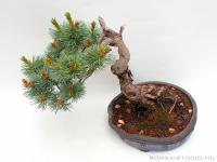 Pinus parviflora 16.