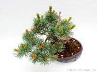 Pinus parviflora 16.