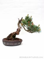 Pinus parviflora 16.}