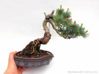 Pinus parviflora 16.}
