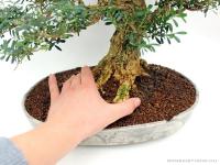 Buxus harlandii bonsai 20.