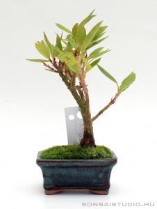 Ficus sikkimensis bonsai mázas tálban