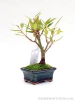 Ficus sikkimensis bonsai mázas tálban