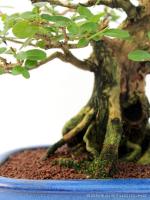 Premna ovalifolium bonsai 01.