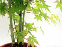 Acer palmatum pre bonsai - yose ue bonsai stílusban}