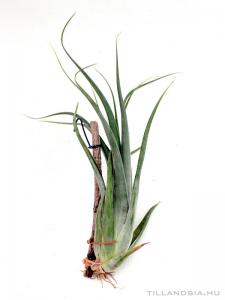 Tillandsia paucifolia 02.