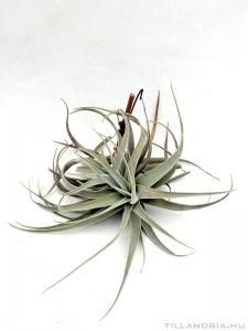 Tillandsia brachycaulos x ionantha