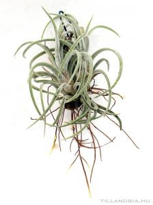 Tillandsia klausii