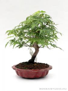 Japán juhar shohin bonsai 10.