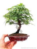 Japán juhar shohin bonsai 10.