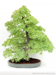 Acer palmatum - Japán juhar bonsai - 79cm