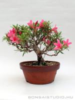 Rhododendron indicum pre bonsai 03.
