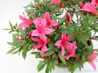 Rhododendron indicum pre bonsai 03.