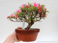 Rhododendron indicum pre bonsai 03.}