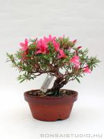 Rhododendron indicum pre bonsai 03.}