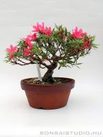 Rhododendron indicum pre bonsai 03.}