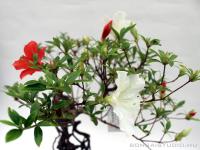 Rhododendron indicum pre bonsai 04.}