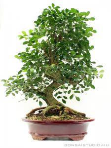 murraya paniculata narancsjazmin bonsai