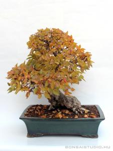 Carpinus coreana - Kóreai gyertyán bonsai 03.