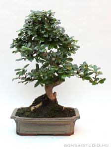 carmona macrophylla boragofa bonsai