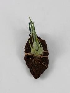 Tillandsia ariza-juliae